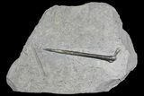 Fossil Belemnite (Youngibelus) - Germany #167847-1